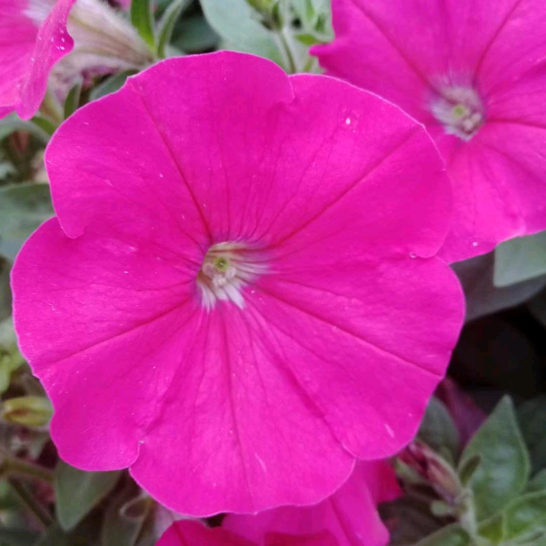 夕阳无限好只是近黄昏