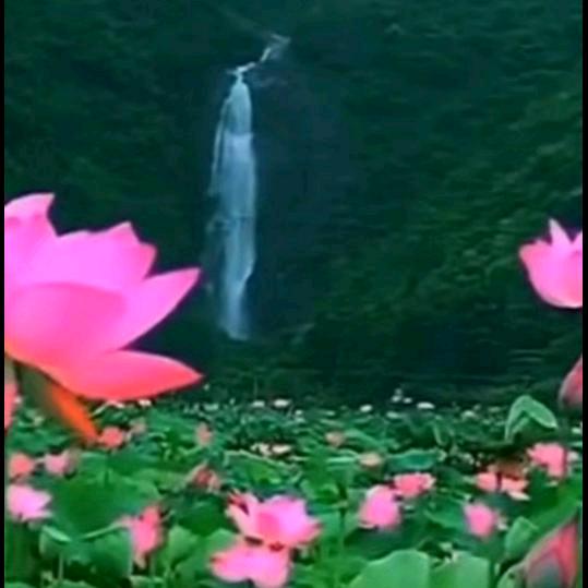 陈心如意