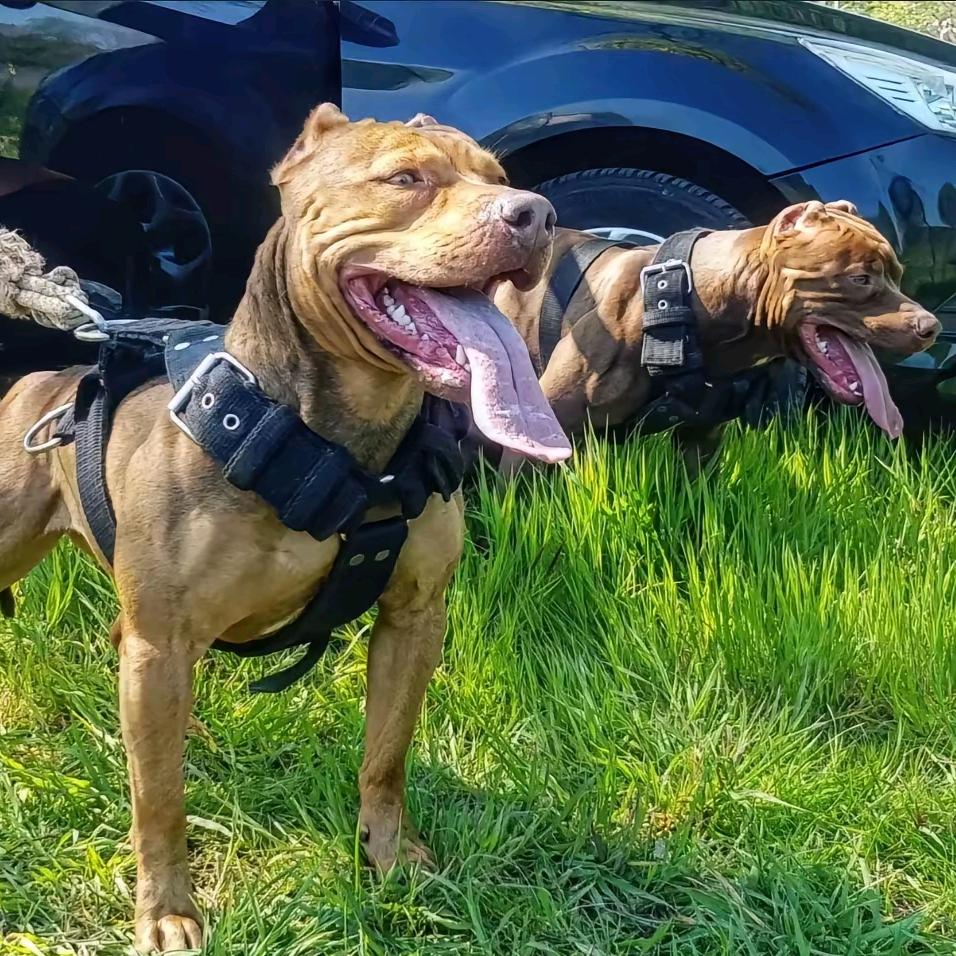比特犬养殖繁育专业户
