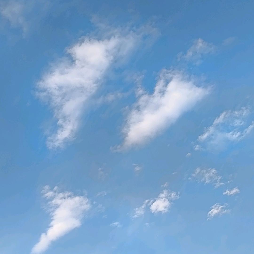 陈66