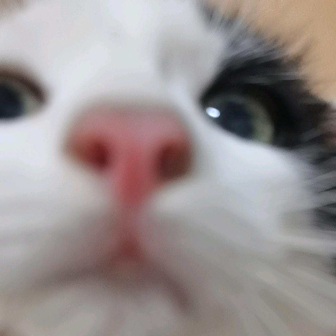 恪婧
