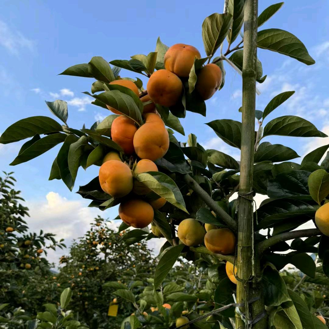 小花花优果