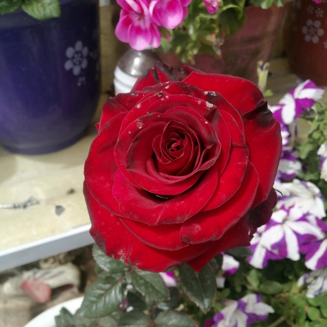 藏族姑娘🌹