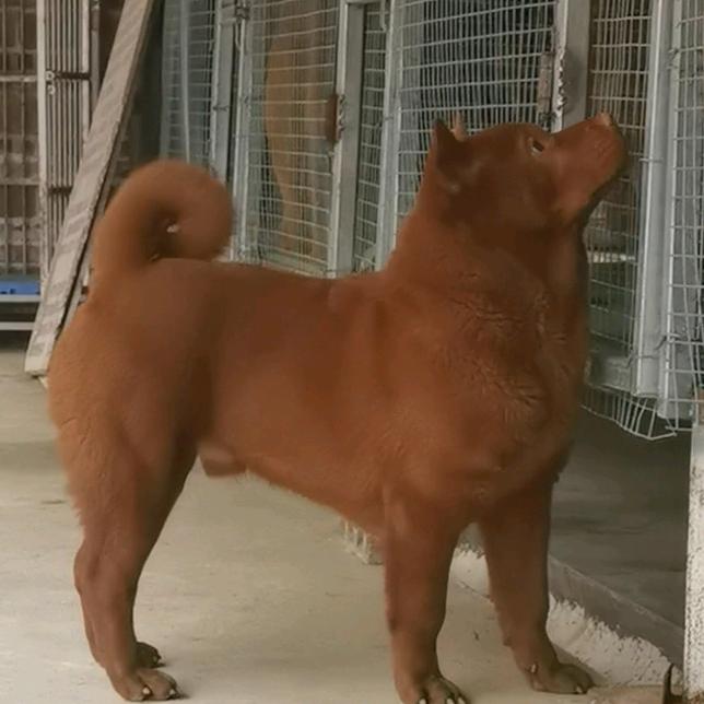 君泰纯种五红犬养殖基地