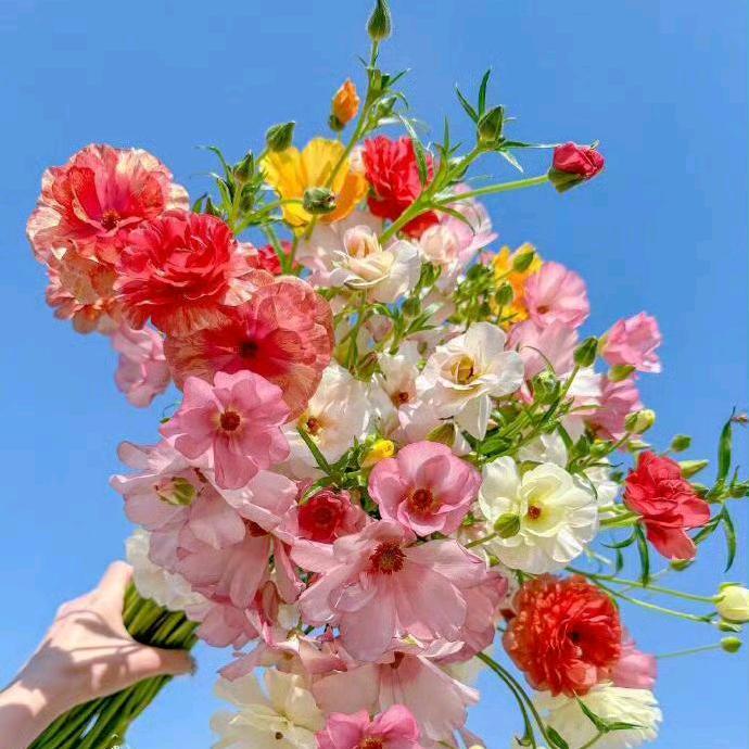 @铃儿响叮当