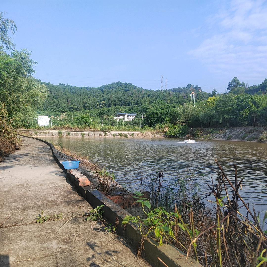 伴闲大混养塘