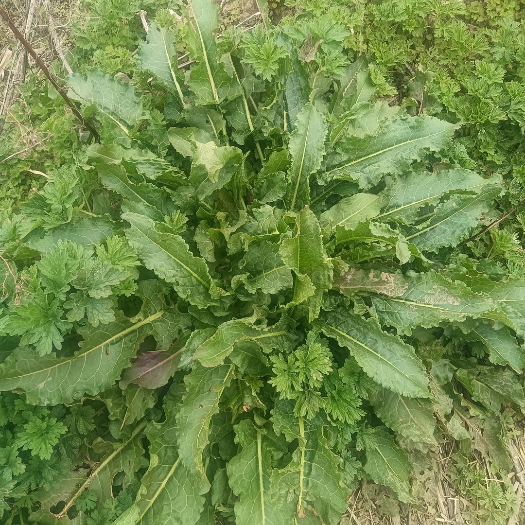 花草