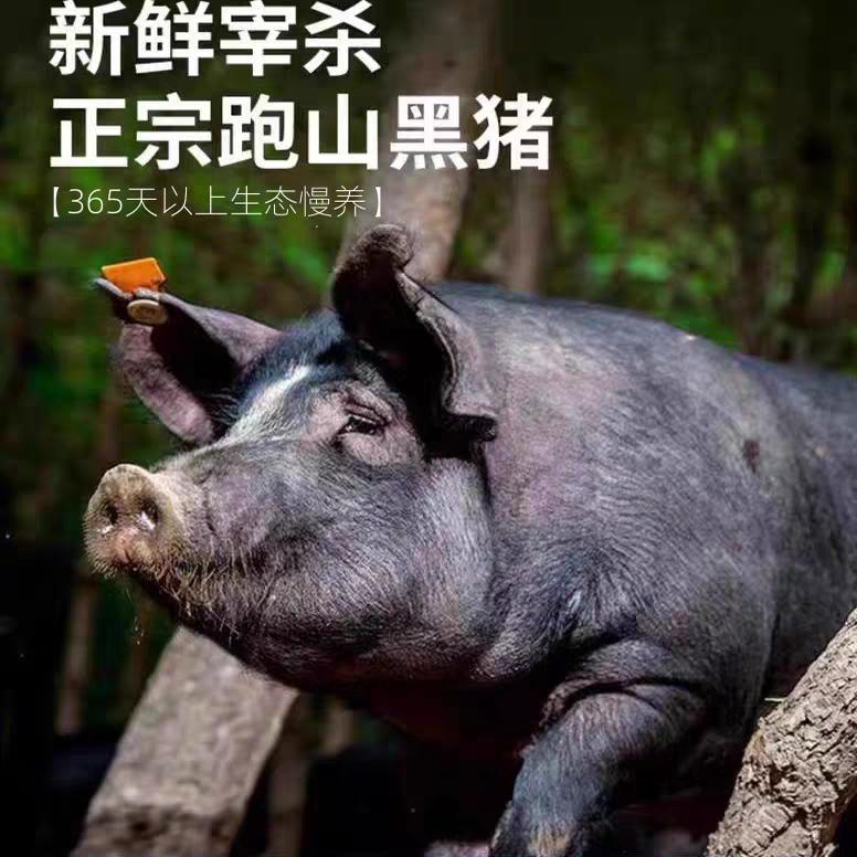 乡野土猪