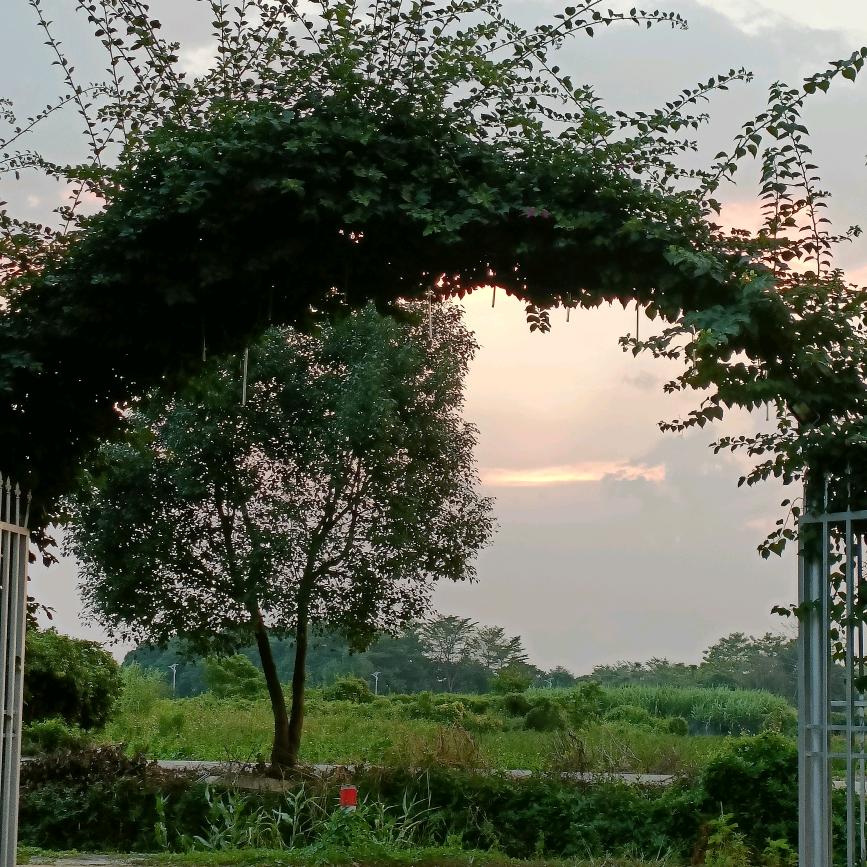 林香儿