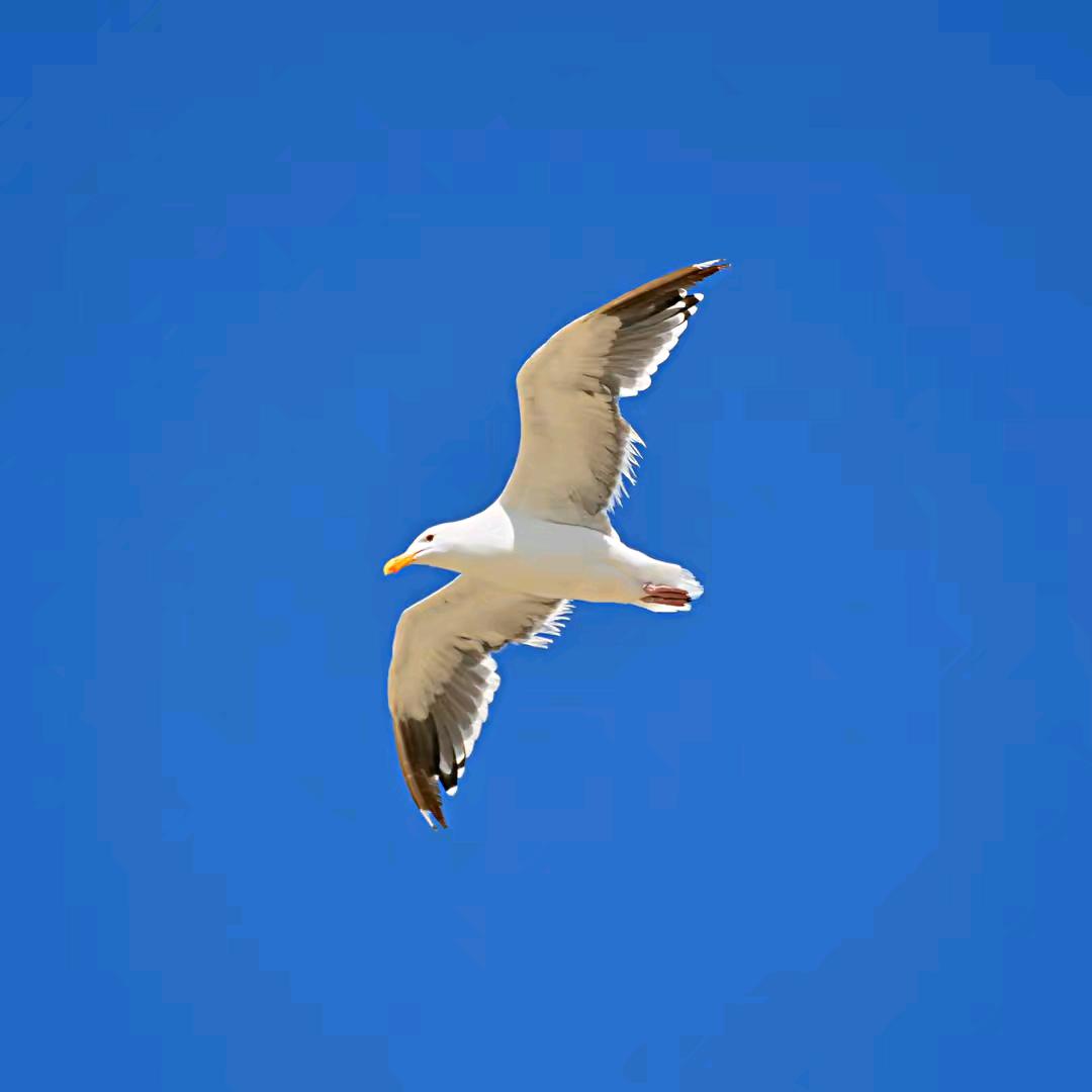 旭日晴空￥