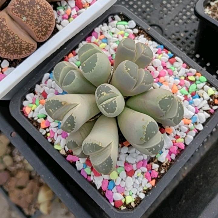 刚哥多肉生石花