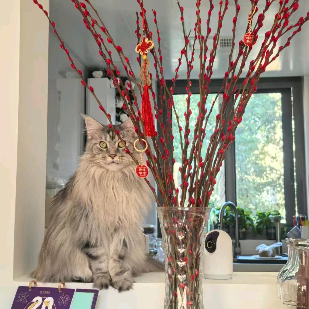 🐱顺利🐱