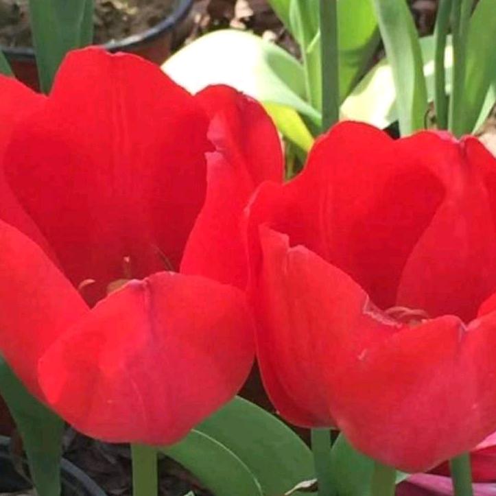 林姐姐💘💘💘