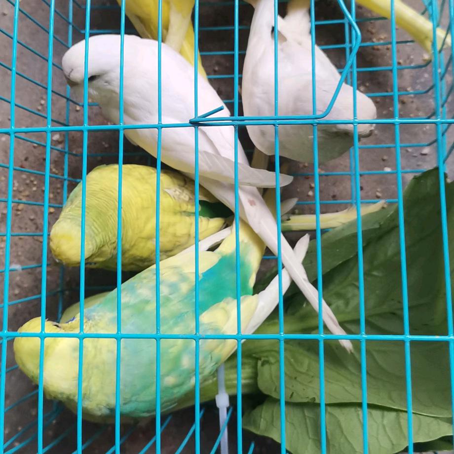 文登鹦鹉爱好者（鸟医生）