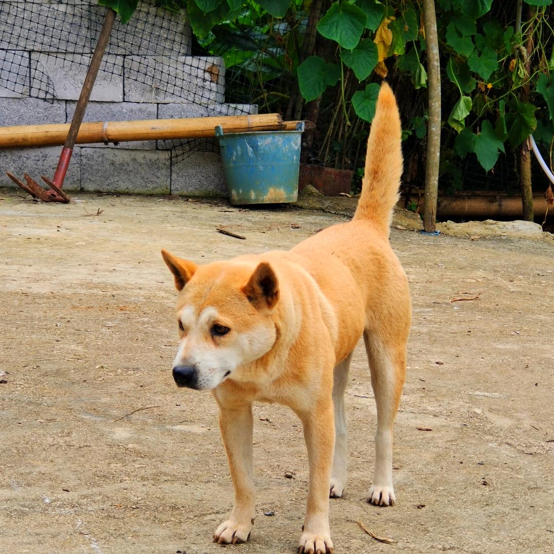 广西六班（猫狗玩家）