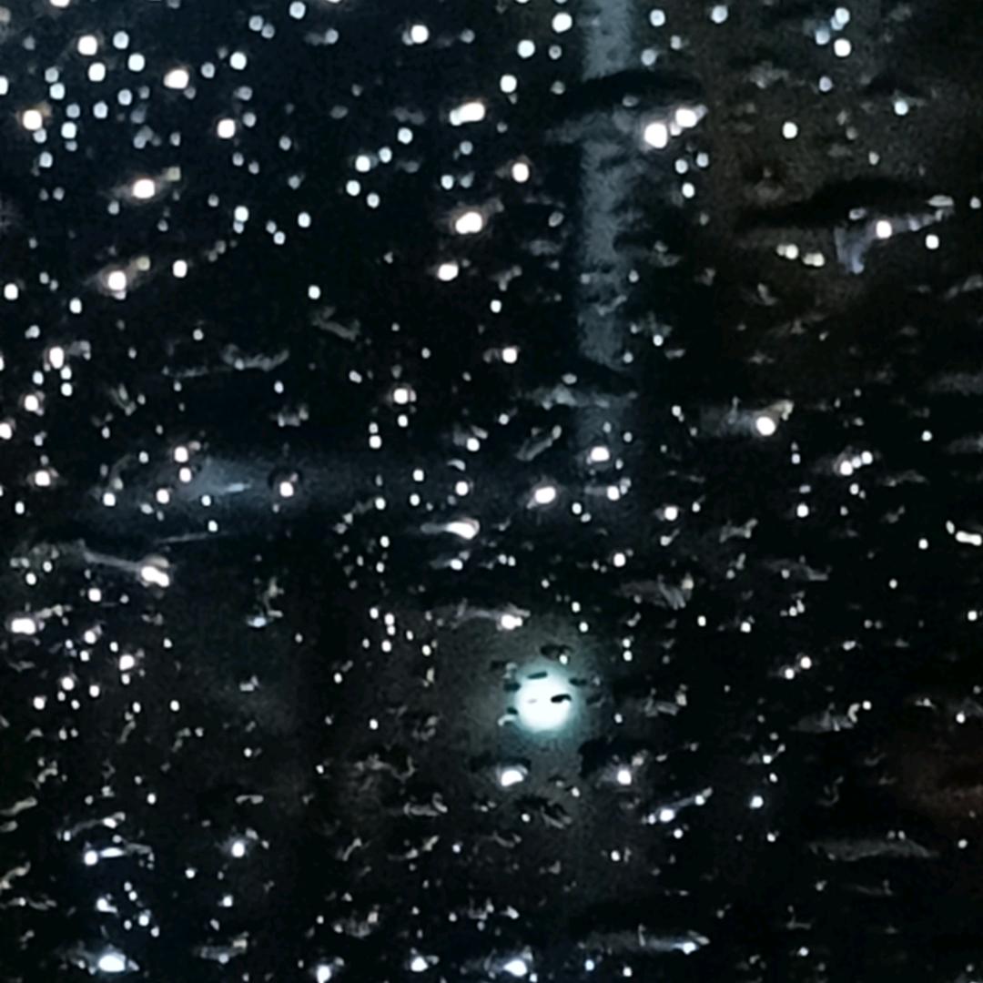 队长别开枪  是我