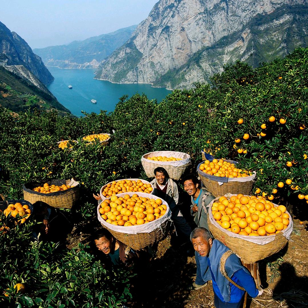 三峡秭归鲜橙