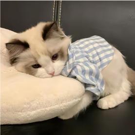 诗菲鱼