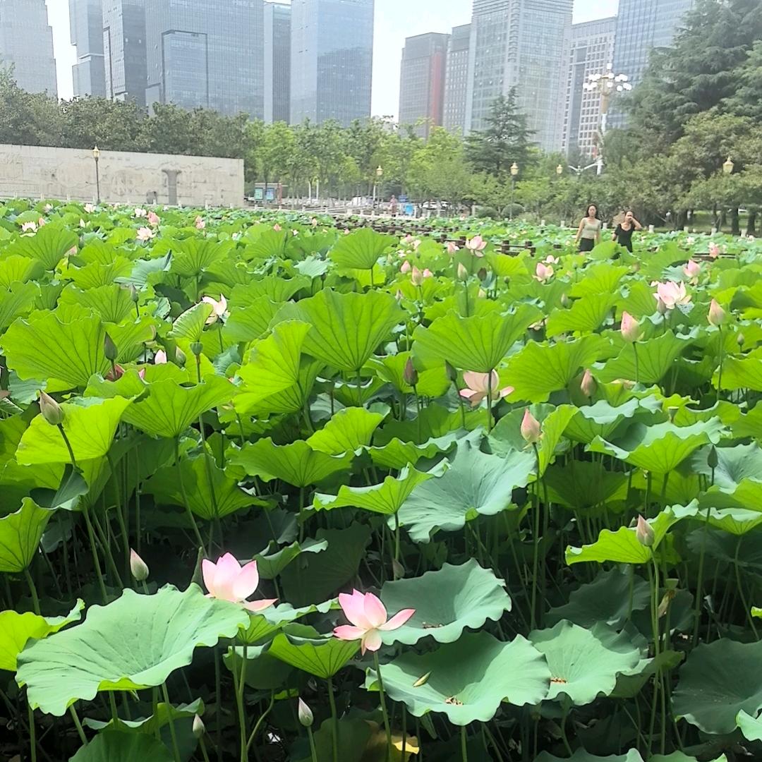 瑶瑶领先！一直领先！