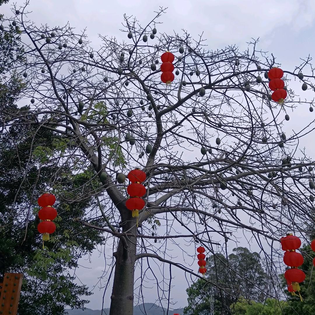半百大叔