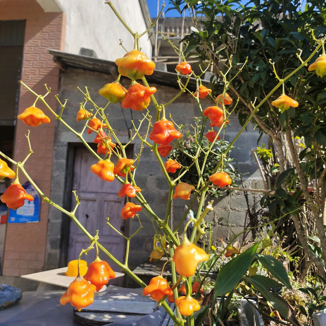 树上小鸟