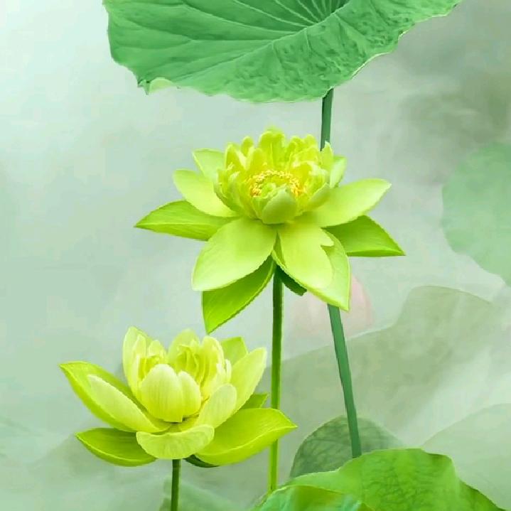 沉默无语