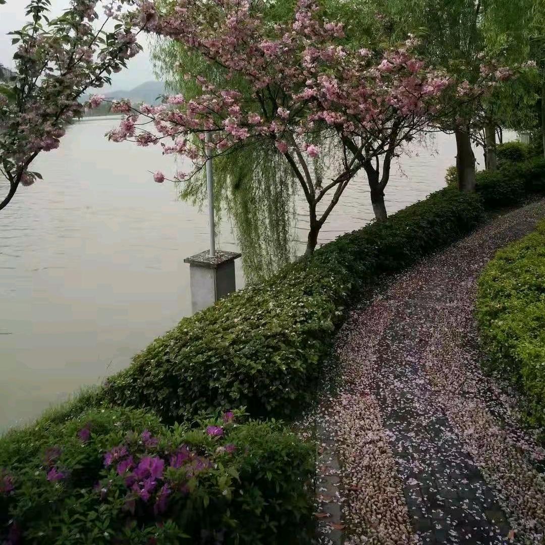 当爱已成往事！🌺🌺