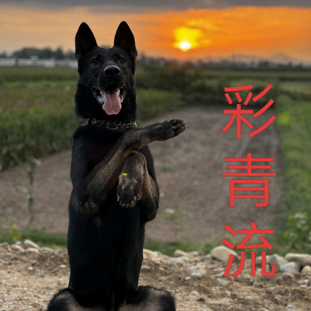 豫-中国昆明犬