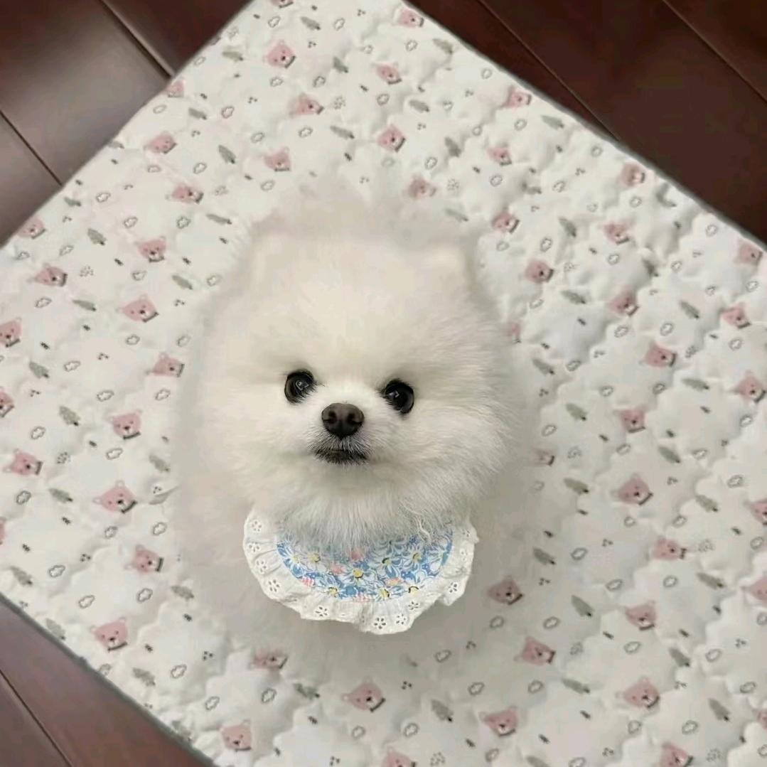 可乐宠物生活馆