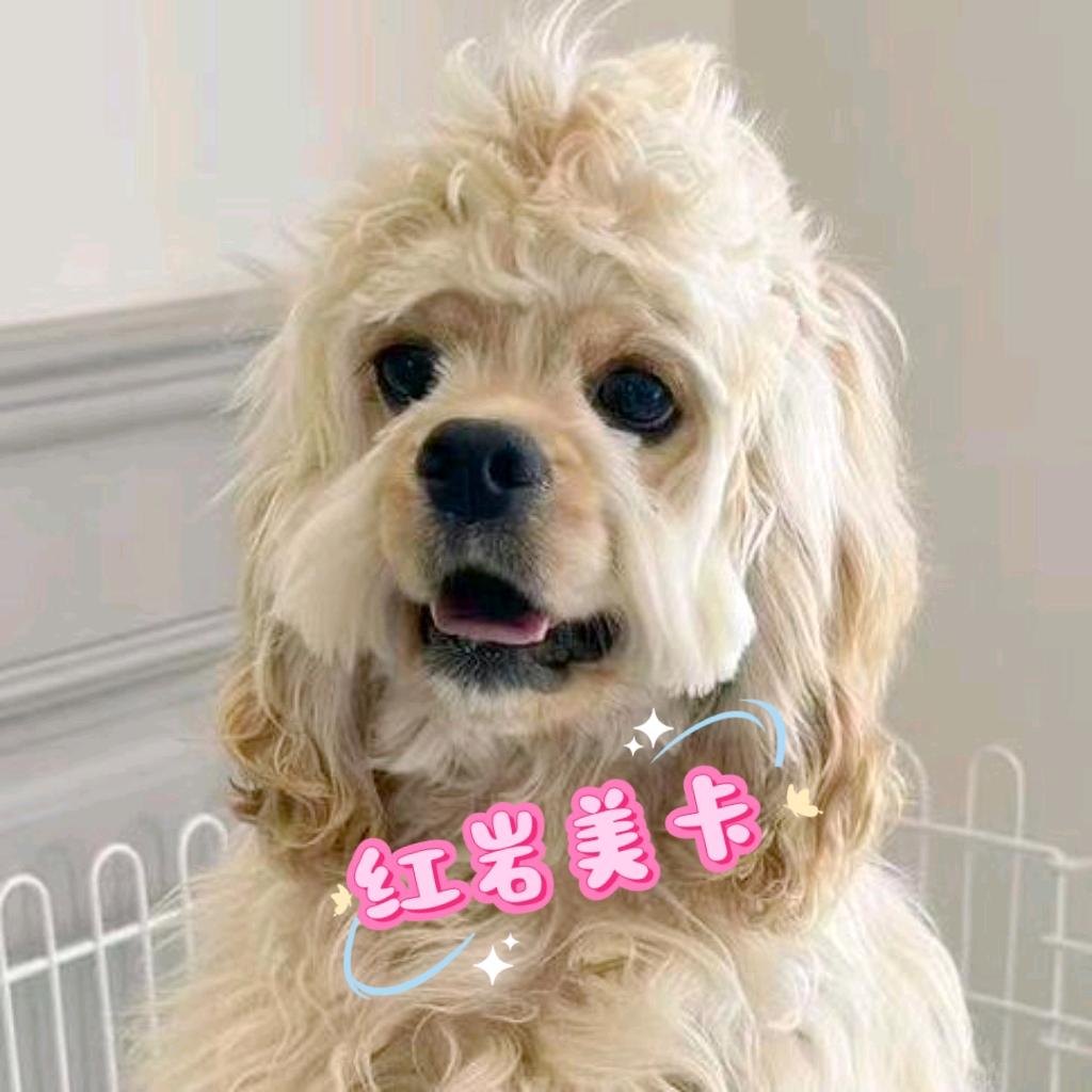 七七家美卡