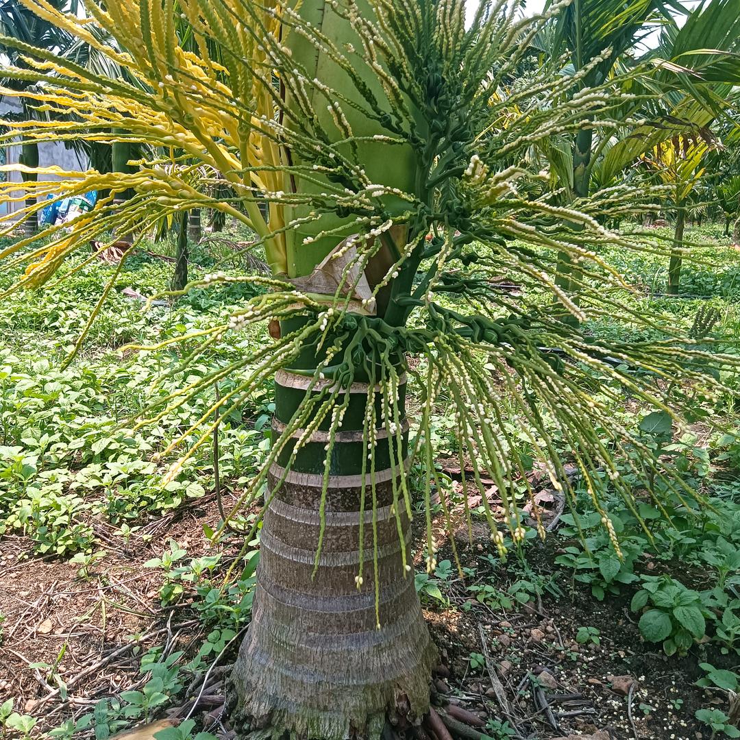 《东州碧》海南槟榔苗种子