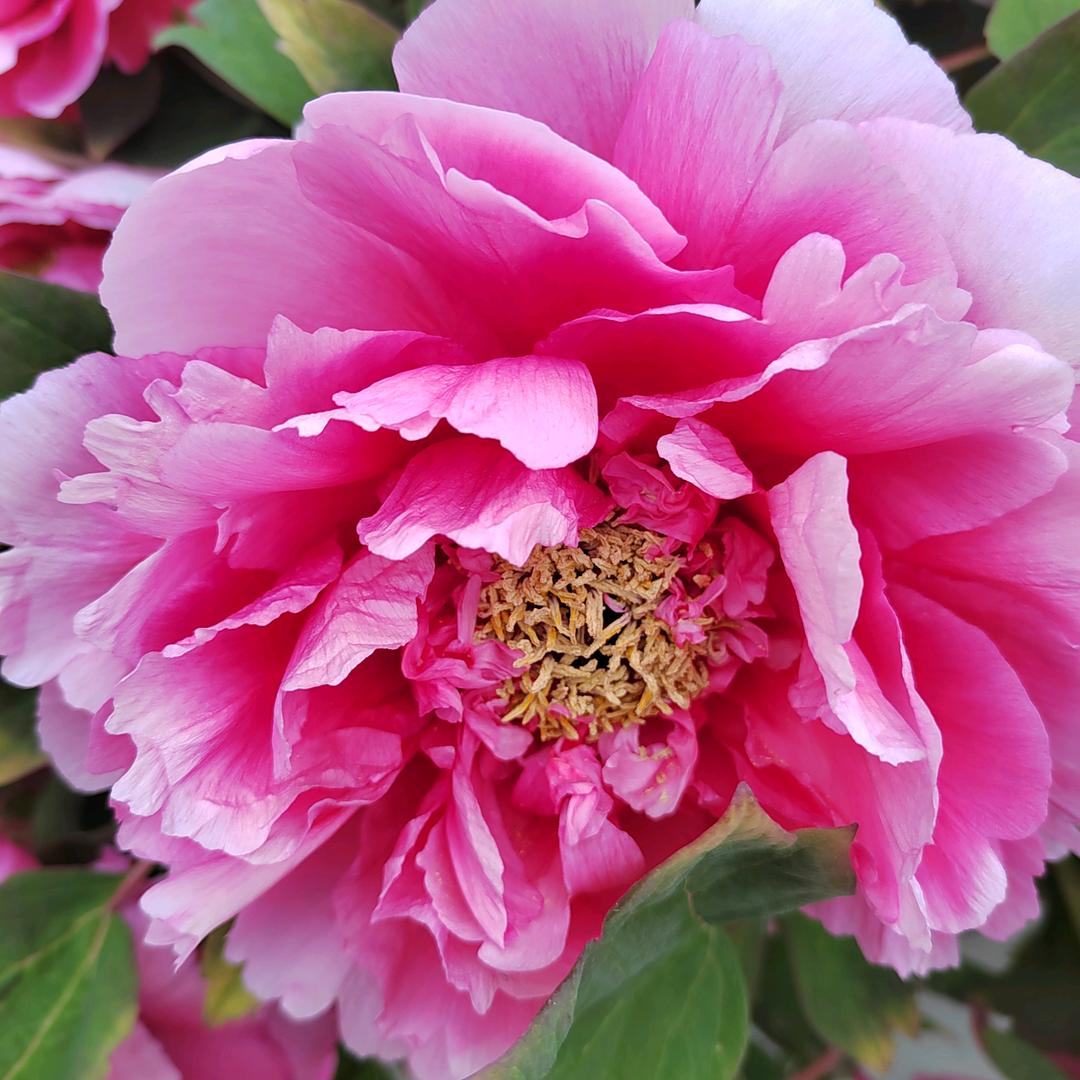 蕊蕾