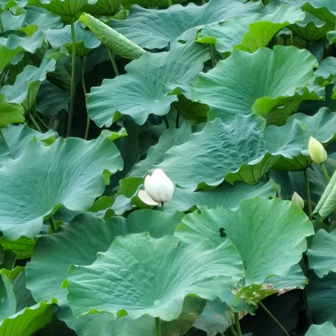 小李飞牌