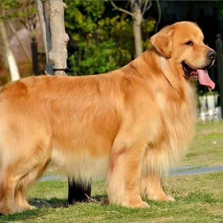 精品🐩宠物会馆