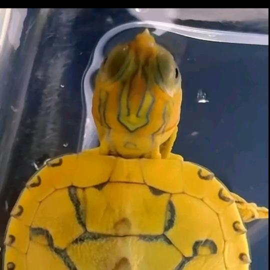 福星龟世界