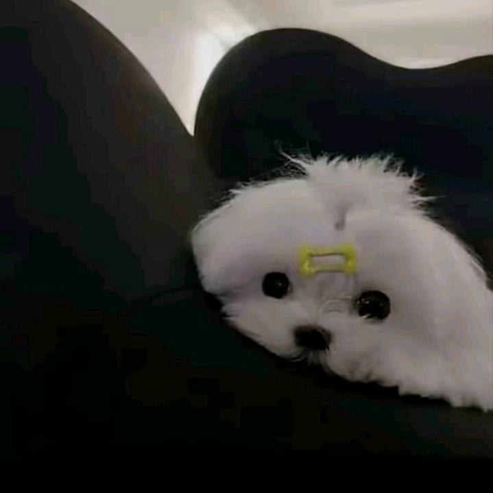 ·忧郁唱片·𓆝