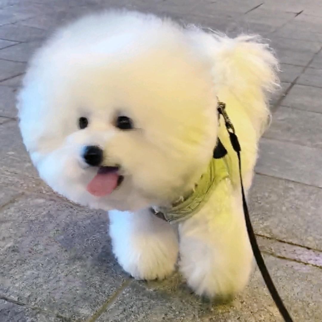 小煤球球球