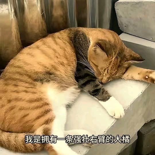 我是逼逼