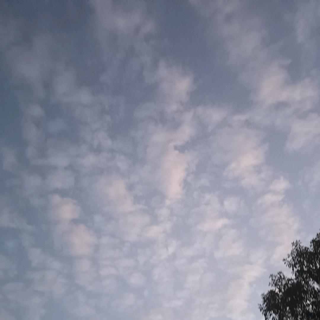 等风来凤