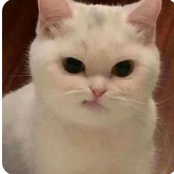 法外狂徒张三