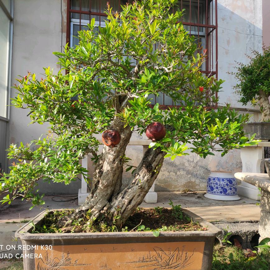 石榴兴趣盆景家