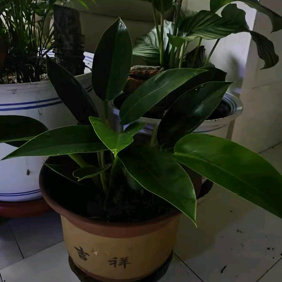 恋上恋小雨