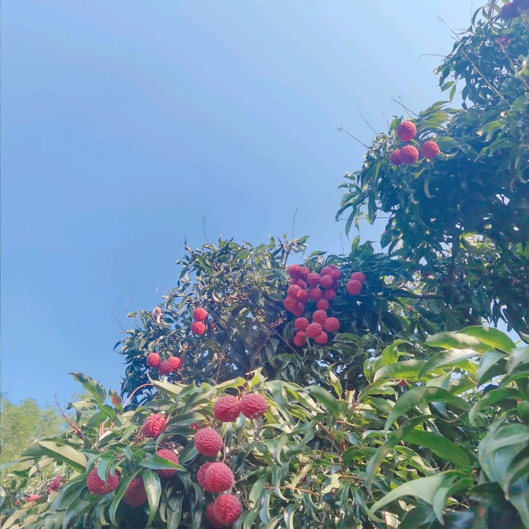 ♡柠檬檬