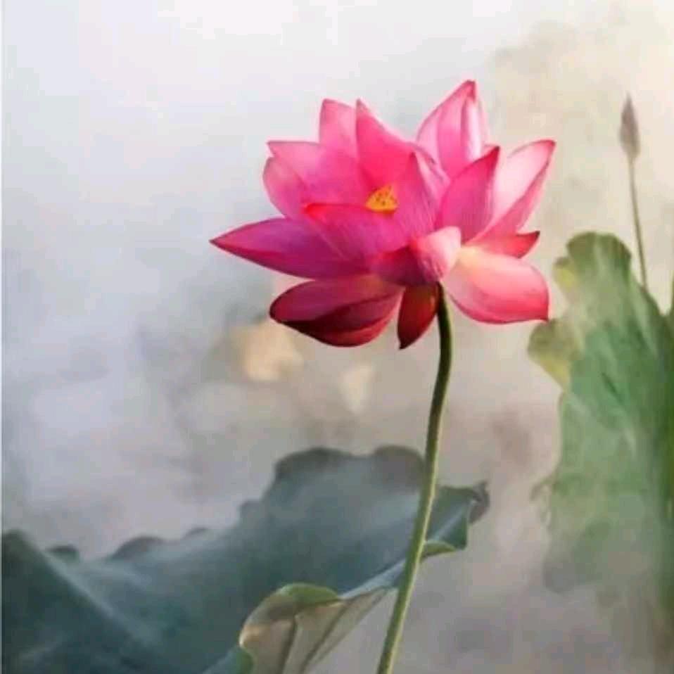 莲芯