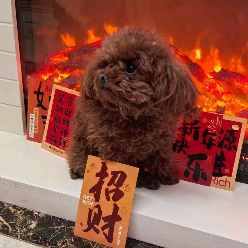 糕姐姐