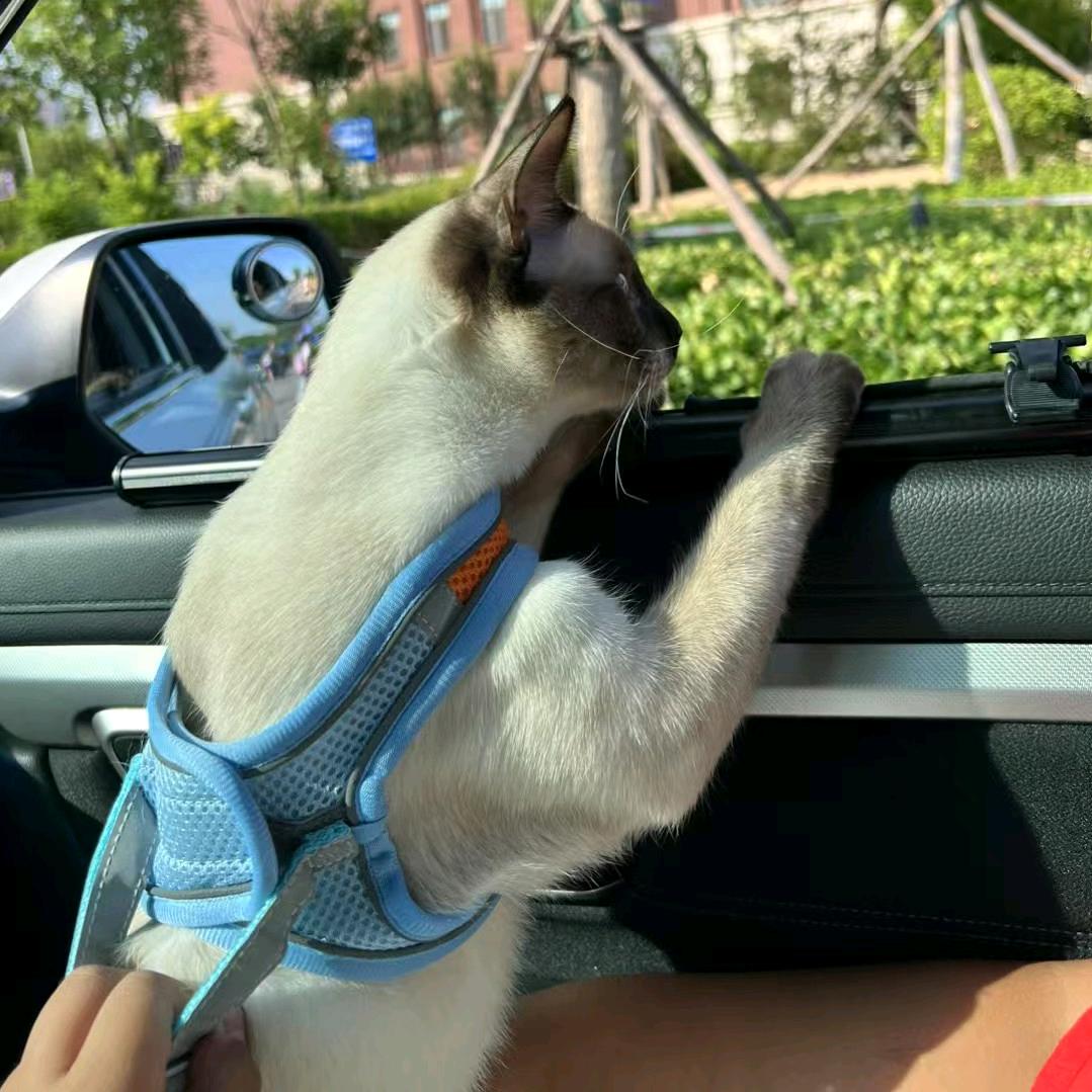 石头与皮皮