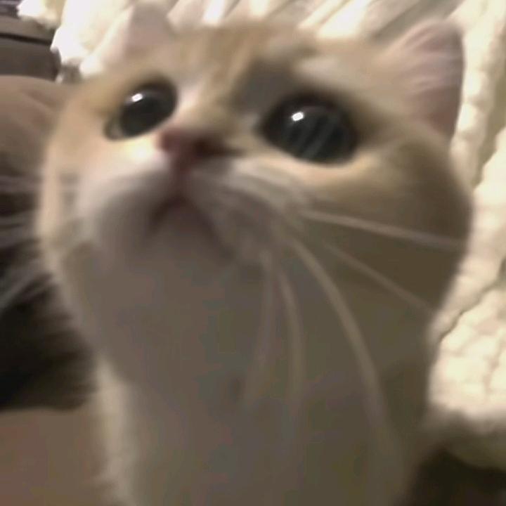 小小昭