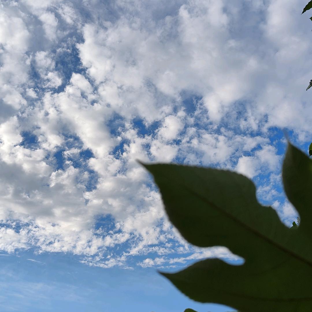 沙市公安至广州深圳，车辆人员调度队长