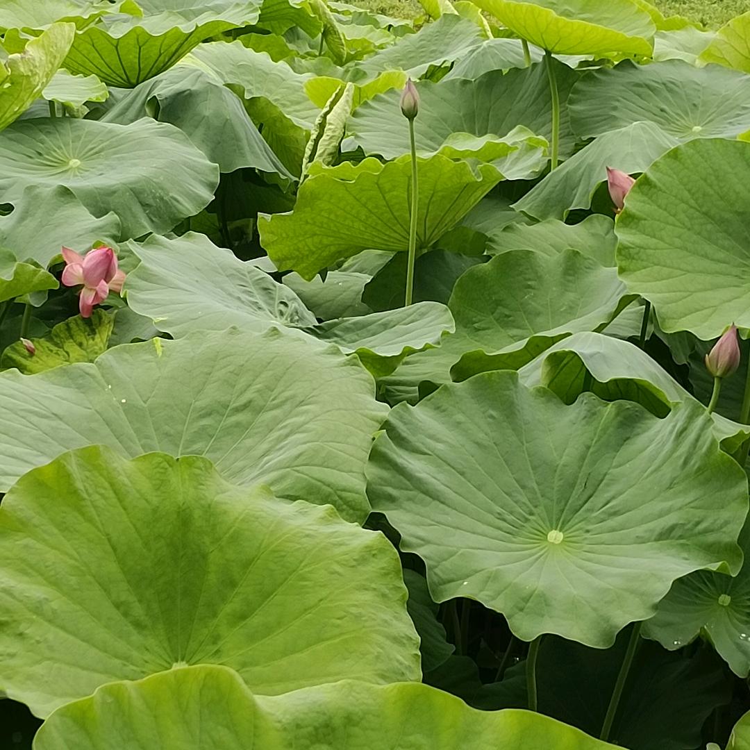 王啊兰，打工的我😂😂💪💪