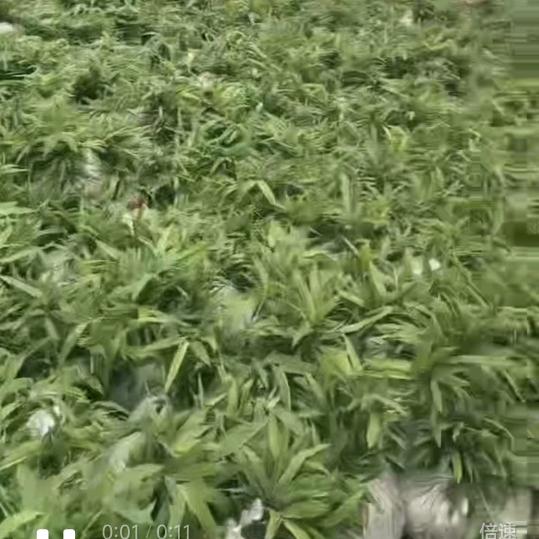 竹苗，中药材种子公司